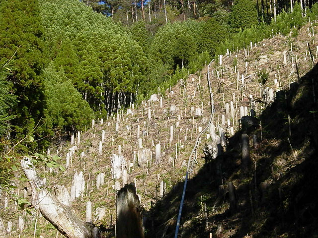 丸太 みがき丸太 磨き丸太 北山杉 2等品4500ｘ180φ末口サイズ 要運送確認 - 1