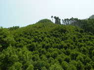 枝打ちをおこなった山